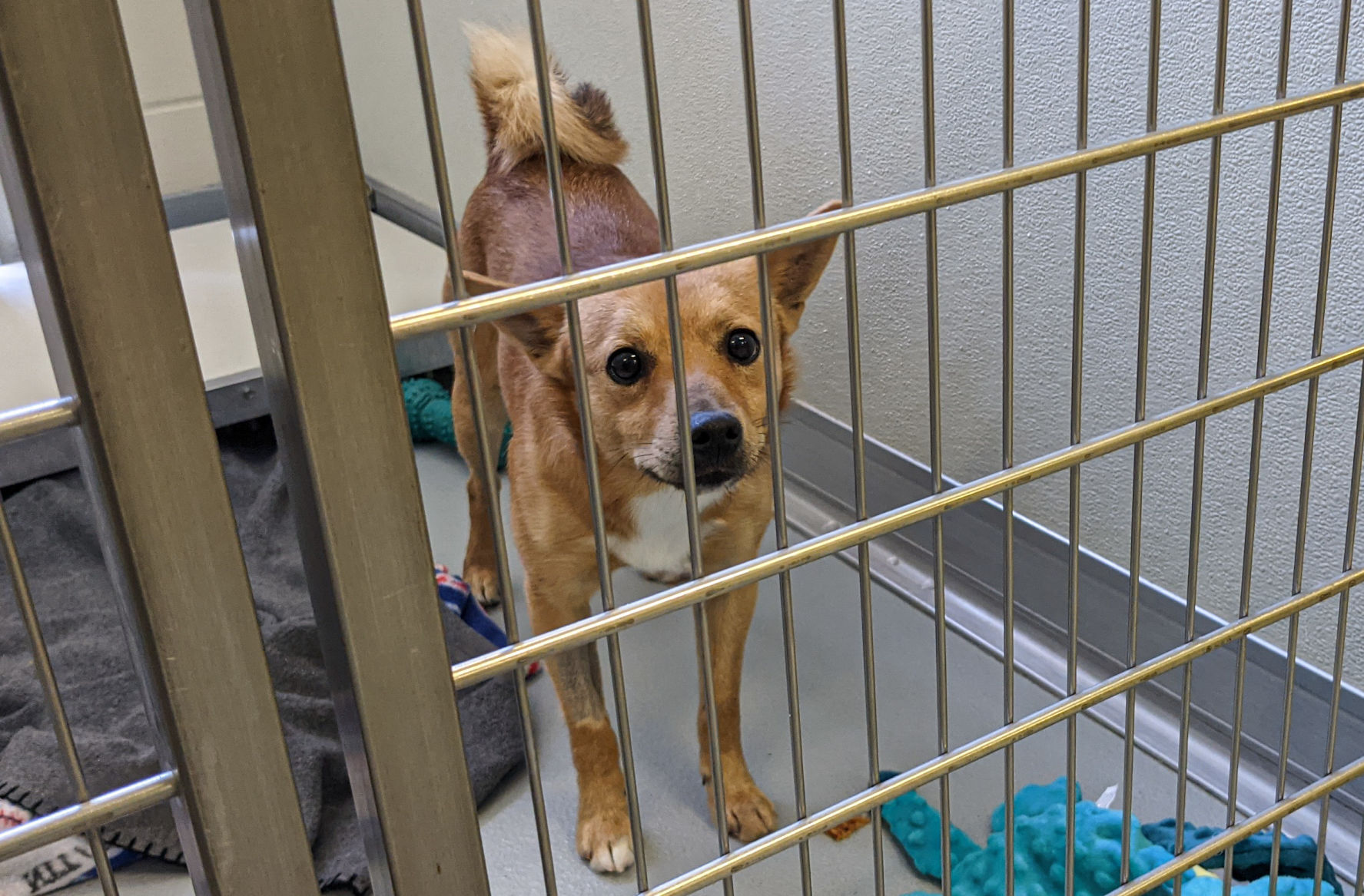 NI Humane Society pets for adoption-6.jpg